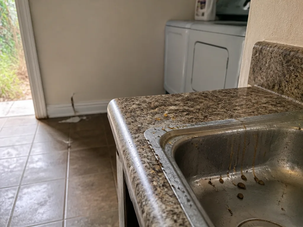 Common Warning Signs of Household Pests in Georgia